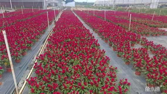 高度20厘米鸡冠花