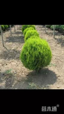 冠幅60厘米洒金柏球