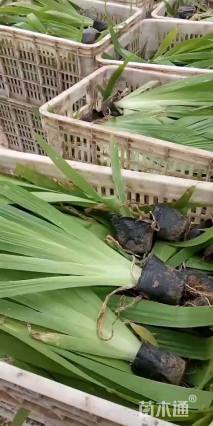 高度25厘米鸢尾