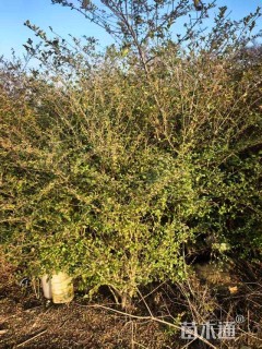 高度180厘米小叶女贞