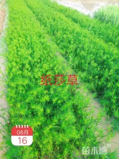 高度30厘米纸莎草