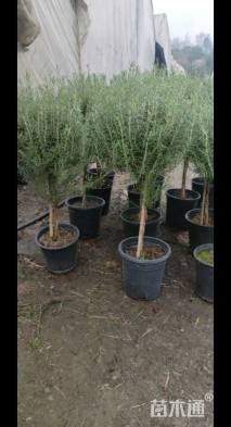 高度50厘米迷迭香