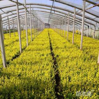 高度70厘米金叶女贞小苗