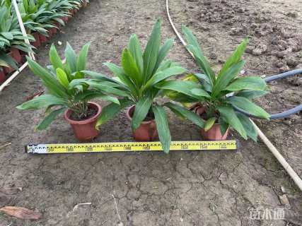 高度30厘米青铁