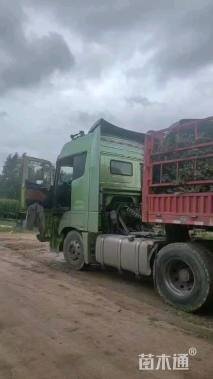 高度61厘米沙棘