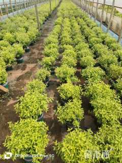 高度15厘米金叶莸