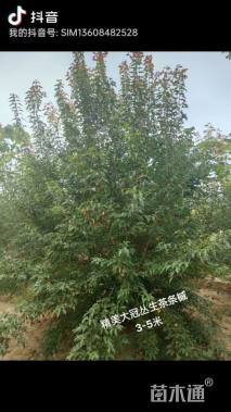 高度360厘米丛生茶条槭