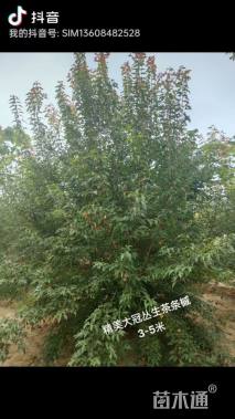 高度350厘米丛生茶条槭