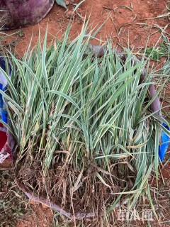 高度2厘米粉黛乱子草