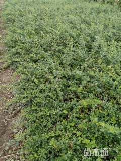 高度40厘米迎春花