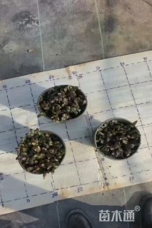 高度5厘米筋骨草