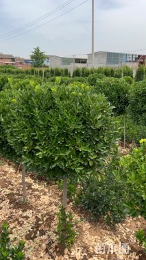 高度150厘米高杆大叶黄杨球