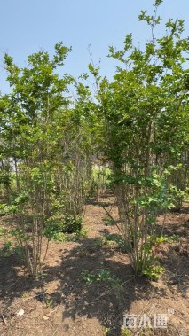 高度260厘米丛生紫薇