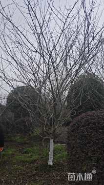 10公分垂丝海棠