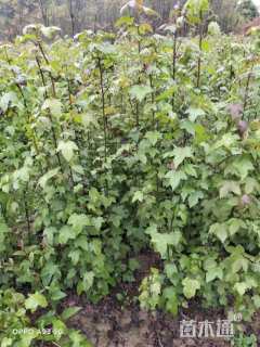 高度70厘米杜英小苗