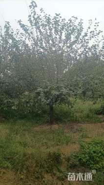 14公分北美海棠