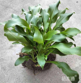 高度30厘米青叶玉簪