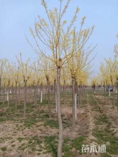 10公分金枝槐