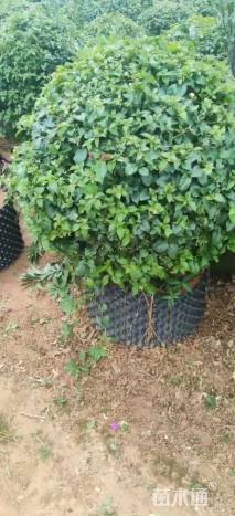 冠幅100厘米三角梅球