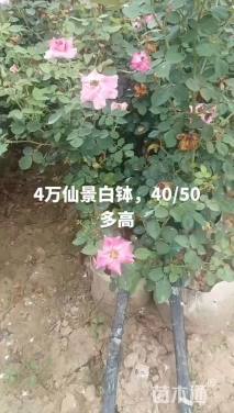 高度33厘米仙境月季
