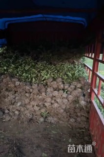 高度50厘米法国冬青