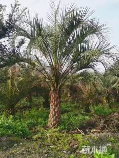 裸干高600厘米中东海枣