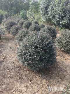 冠幅100厘米红花继木球