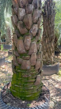 裸干高200厘米布迪椰子