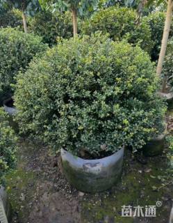 冠幅80厘米龟甲冬青球