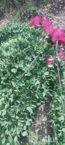 高度180厘米北海道黄杨