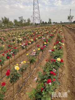 高度180厘米月季