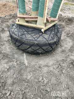 18公分(5杆)丛生朴树