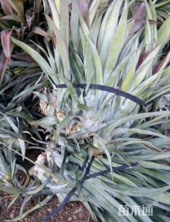 高度30厘米凤梨