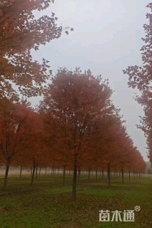 16公分美国红枫-秋火焰