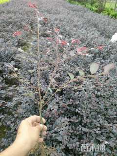 高度40厘米红花继木