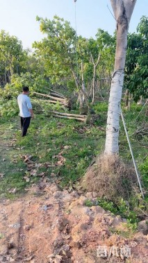 10公分花叶富贵榕