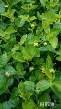 高度30厘米马缨丹