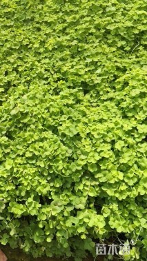 高度20厘米红花酢浆草