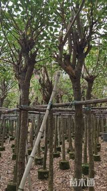 10公分鸡冠刺桐