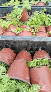 高度20厘米佛甲草