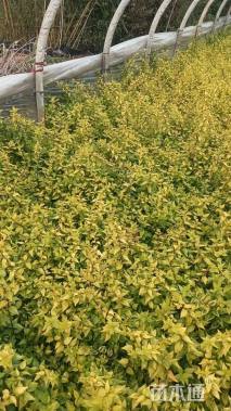 高度20厘米大花六道木