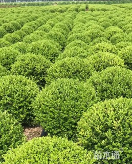 高度35厘米瓜子黄杨