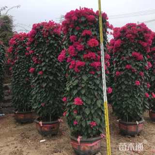 高度280厘米三角梅