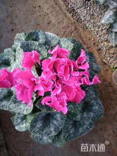 高度40厘米仙客来