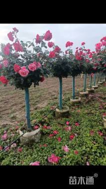 1.4公分造型月季