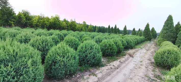 冠幅100厘米刺柏球