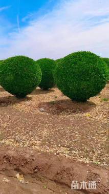 冠幅100厘米卫矛球