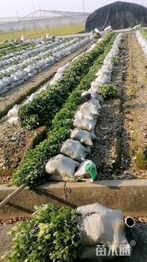 高度40厘米大叶黄杨