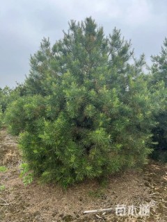 高度350厘米白皮松