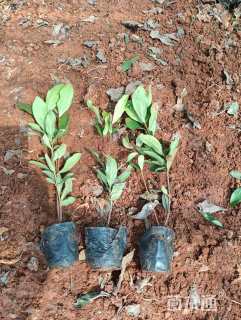 高度25厘米龙船花